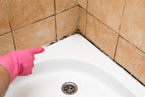 Best Toxic Mold Removal  in Level Green, PA